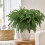 8PCS Christmas Norfolk Pine Branches,Artificial Faux Greenery Stem 5