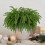 8PCS Christmas Norfolk Pine Branches,Artificial Faux Greenery Stem 7