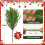 8PCS Christmas Norfolk Pine Branches,Artificial Faux Greenery Stem 3