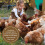 Copdock Mill Range Layers Pellets with Verm-X Chicken Feed, 5kg - 3