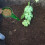 Plastic Seed Sower Adjustable Hand Held Dispenser Tool with Dibber Widger for Efficient Gardening and Sowing Different Seed Sizes 5