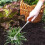 Εργαλείο χειροκίνητου βοτανίσματος 5 Teeths Hand Weeder Puller Rooting Weeder Tool 6