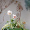 Decorative Rusty Dandelions Plant Stake Outdoor Iron Artwork 5