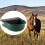Tigela de água automática para cavalos para cabras 3