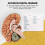 Human Brain Model, with Base for Science Classroom Study & Teaching A 6