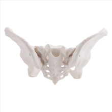 Life Size Female Pelvis Model, Hip Model - Female Anatomy Model,