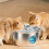 Fontaine à eau pour chat en acier inoxydable, prise UE 5
