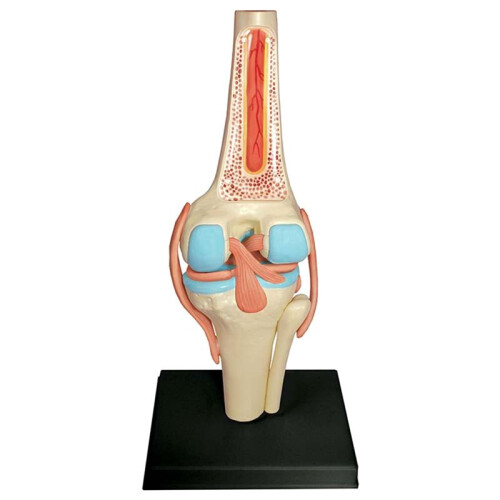 Modèle d'anatomie du larynx humain, anatomie médicale pour l'enseignement scientifique on