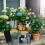 Solar Panel Powered Water Pump Intelligent Drip Irrigation System Kit 4