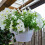 15 peças coletor de água para plantas pendurado - plástico transparente para água de plantas 6 polegadas 5