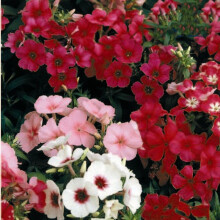 Phlox Dwarf Mixed – Compact Carpet of Colour