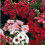 Phlox Dwarf Mixed – Compact Carpet of Colour 1