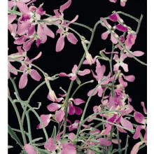 Night-Scented Stock Seeds – A Victorian Garden Favourite