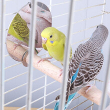 Vogelkäfigständer mit Holzgalgen und Edelstahlspiegel, 20,5 Zoll, Silber