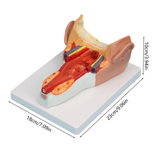 Anatomical Pharyngeal Wall Muscle Model for Disease Study, 1