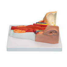 Anatomical Pharyngeal Wall Muscle Model for Disease Study,