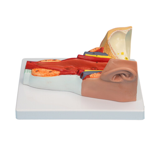 Anatomical Pharyngeal Wall Muscle Model for Disease Study,