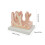 Anatomical Large Intestine Villus Model, Digestive System Model 3