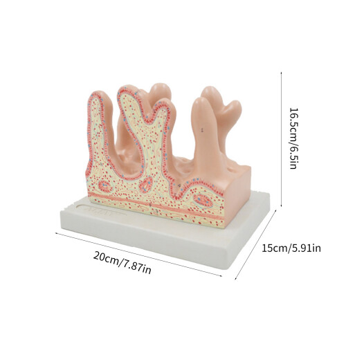 Anatomical Large Intestine Villus Model, Digestive System Model 2