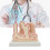 Anatomical Large Intestine Villus Model, Digestive System Model 2