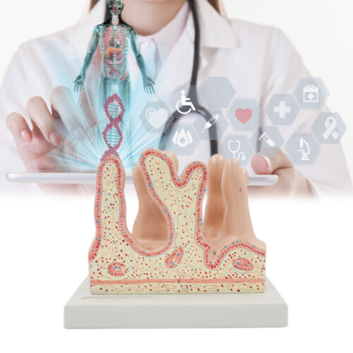 Anatomical Large Intestine Villus Model, Digestive System Model 1