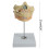 Dental Teeth Model, Human Permanent Tooth Model, Dental Anatomy 3