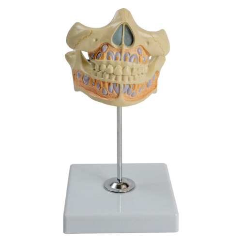 Dental Teeth Model, Human Permanent Tooth Model, Dental Anatomy