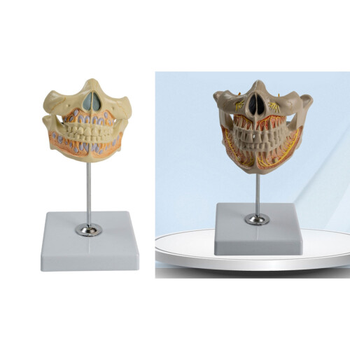 Dental Teeth Model, Human Permanent Tooth Model, Dental Anatomy 1