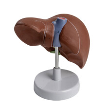 Life Size Liver Anatomy Model for Hospital