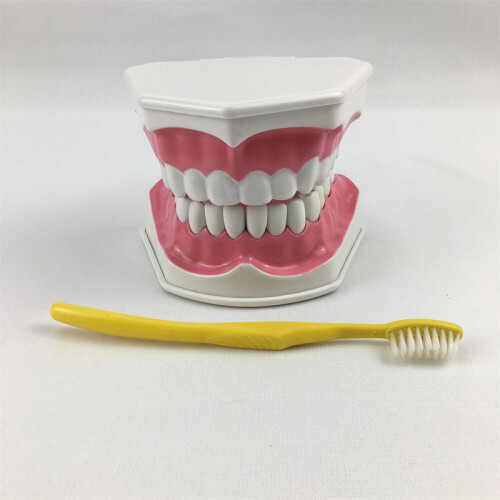 Anatomical Teeth Model Dentist Teaching Oral Hygiene Model Magnification 2x(76%off)