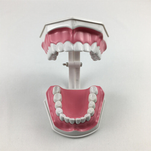 Anatomical Teeth Model Dentist Teaching Oral Hygiene Model Magnification 2x(76%off) 1