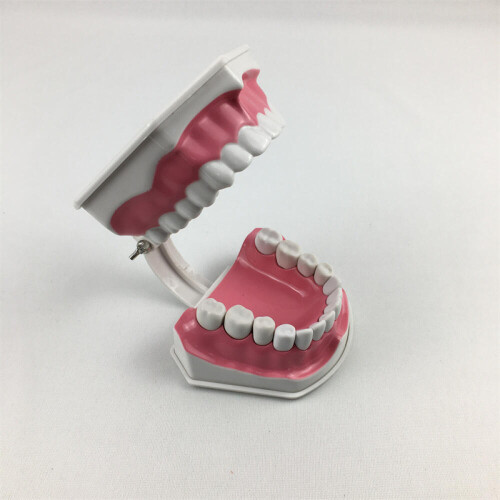 Anatomical Teeth Model Dentist Teaching Oral Hygiene Model Magnification 2x(76%off) 2