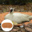 10pcs Pigeon Nesting Mat Coconut Fiber 10cm 11