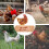 Sipeihong 5pcs Chicken Nesting Pads For Coop Bedding & Composting 10