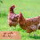Sipeihong 5pcs Chicken Nesting Pads For Coop Bedding & Composting 3