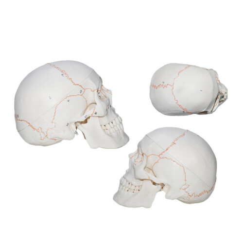 Human Head Skeleton Anatomy Model Life Size Anatomical Human 1