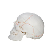 Human Head Skeleton Anatomy Model Life Size Anatomical Human
