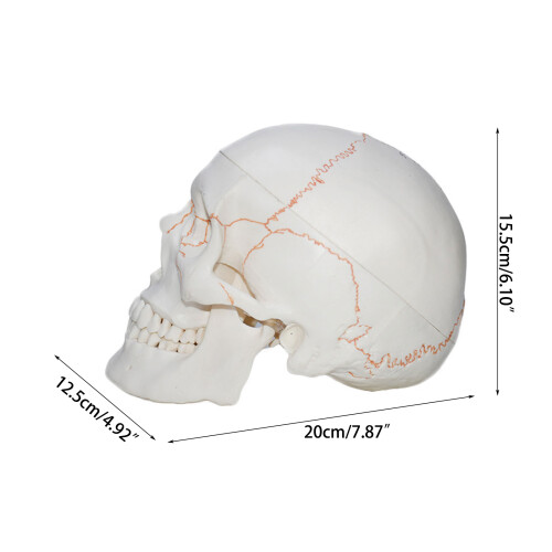 Human Head Skeleton Anatomy Model Life Size Anatomical Human 2