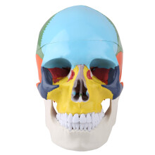 Medical Teach Instrument Coloured Adult Human