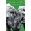 When Elephants Weep by Susan McCarthy Paperback Book 1