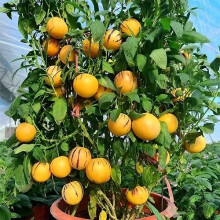 65Pcs Red Ginseng Melon Fruit Seeds Orange, Garden Planting Pack, Melon Seed Variety For Home Garden