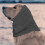 soft dog ear protector breathable head wrap for ear care 8