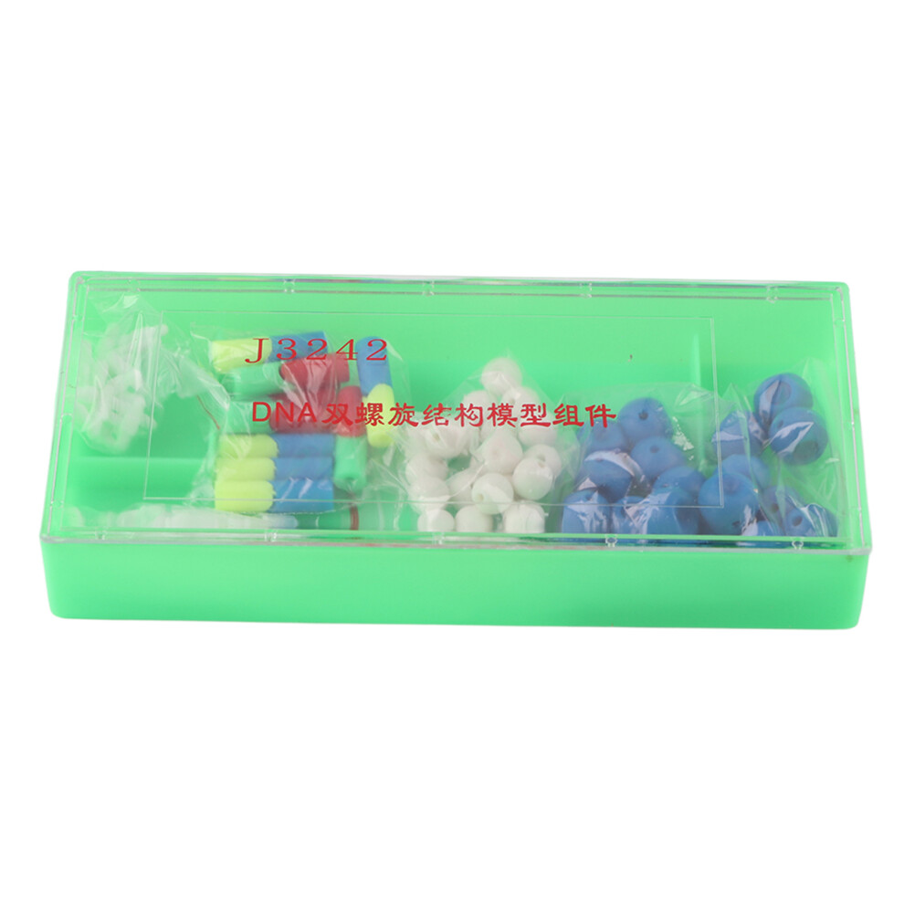 Science Educational Double Helix DNA Model