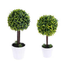 2 topiary-ball bonsai-gras zimmerpflanzen