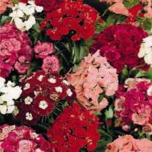 Sweet William (Dianthus barbatus) – A Garden Classic