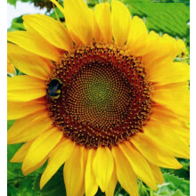 Sunflower Sunspot Dwarf – Compact Bright Blooms
