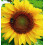Sunflower Sunspot Dwarf – Compact Bright Blooms 1