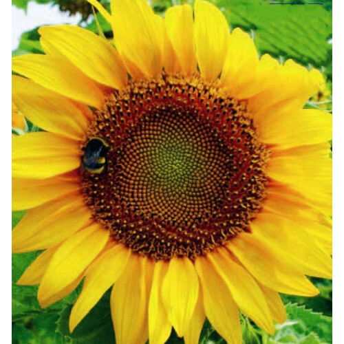 Sunflower Sunspot Dwarf – Compact Bright Blooms