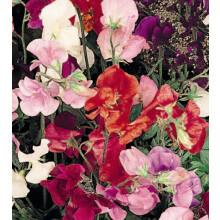 Sweet Pea Bijou – Intensely Fragrant Dwarf Variety