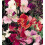 Sweet Pea Bijou – Intensely Fragrant Dwarf Variety 1